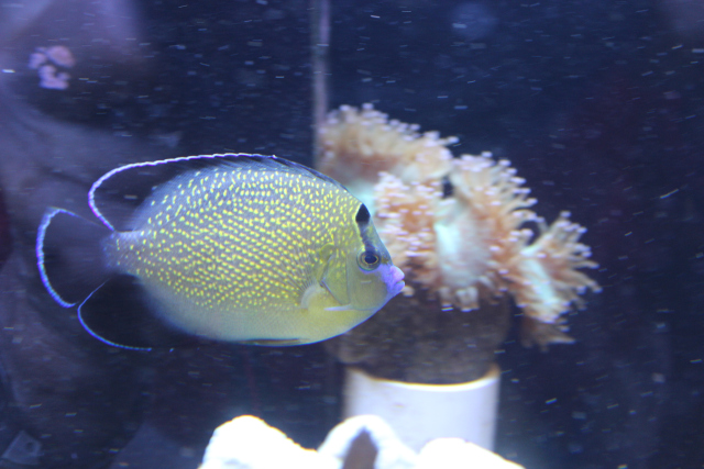  Apolemichthys xanthopunctatus    (Goldflake Angelfish, Golden Spotted Angelfish)